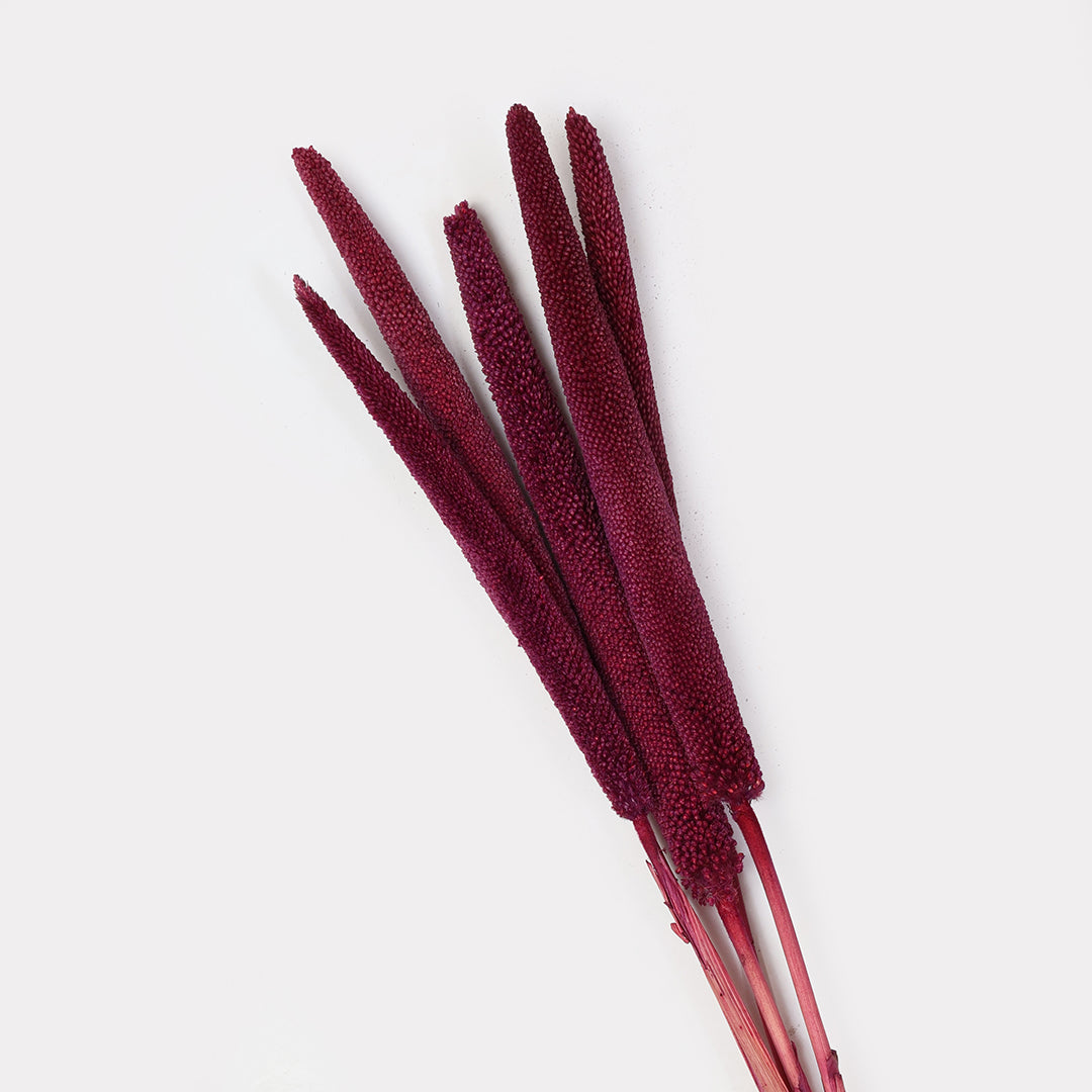 Dried Babala Stems - Set of 5