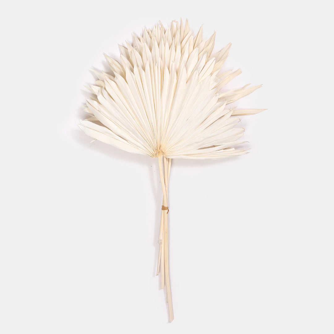 Sun Spear Dried Stems Set of 3