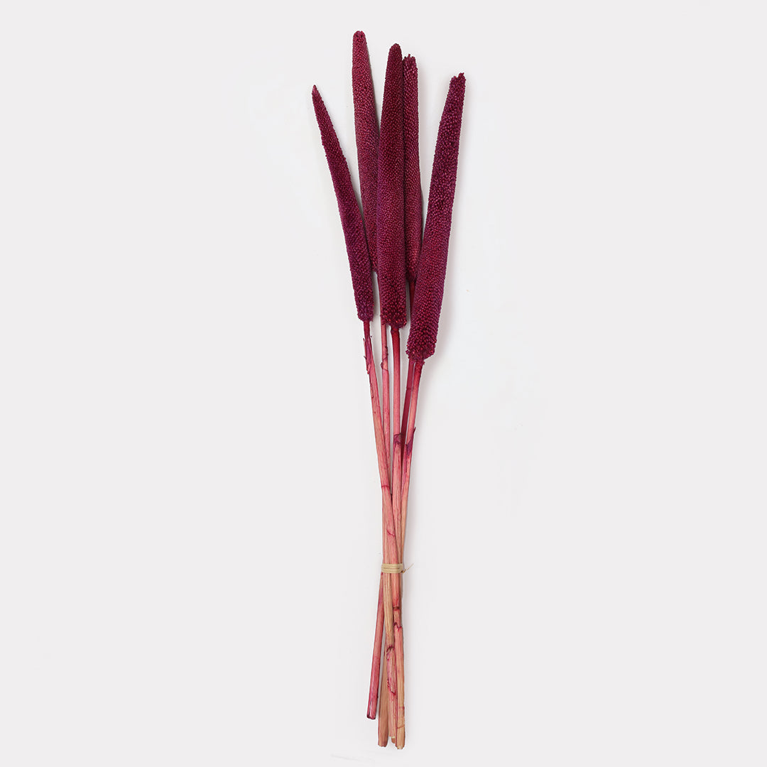 Dried Babala stems ste of 5 in pink