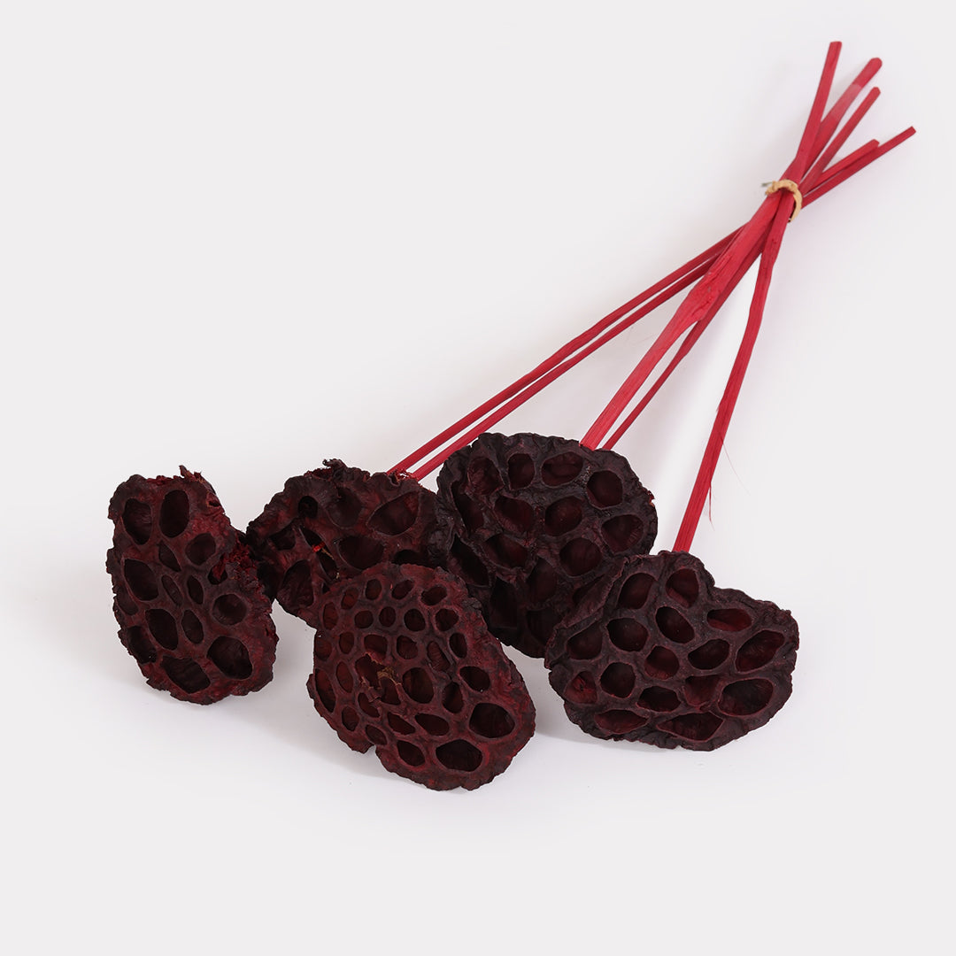 Lotus Pod Dried Stems Red Set of 5