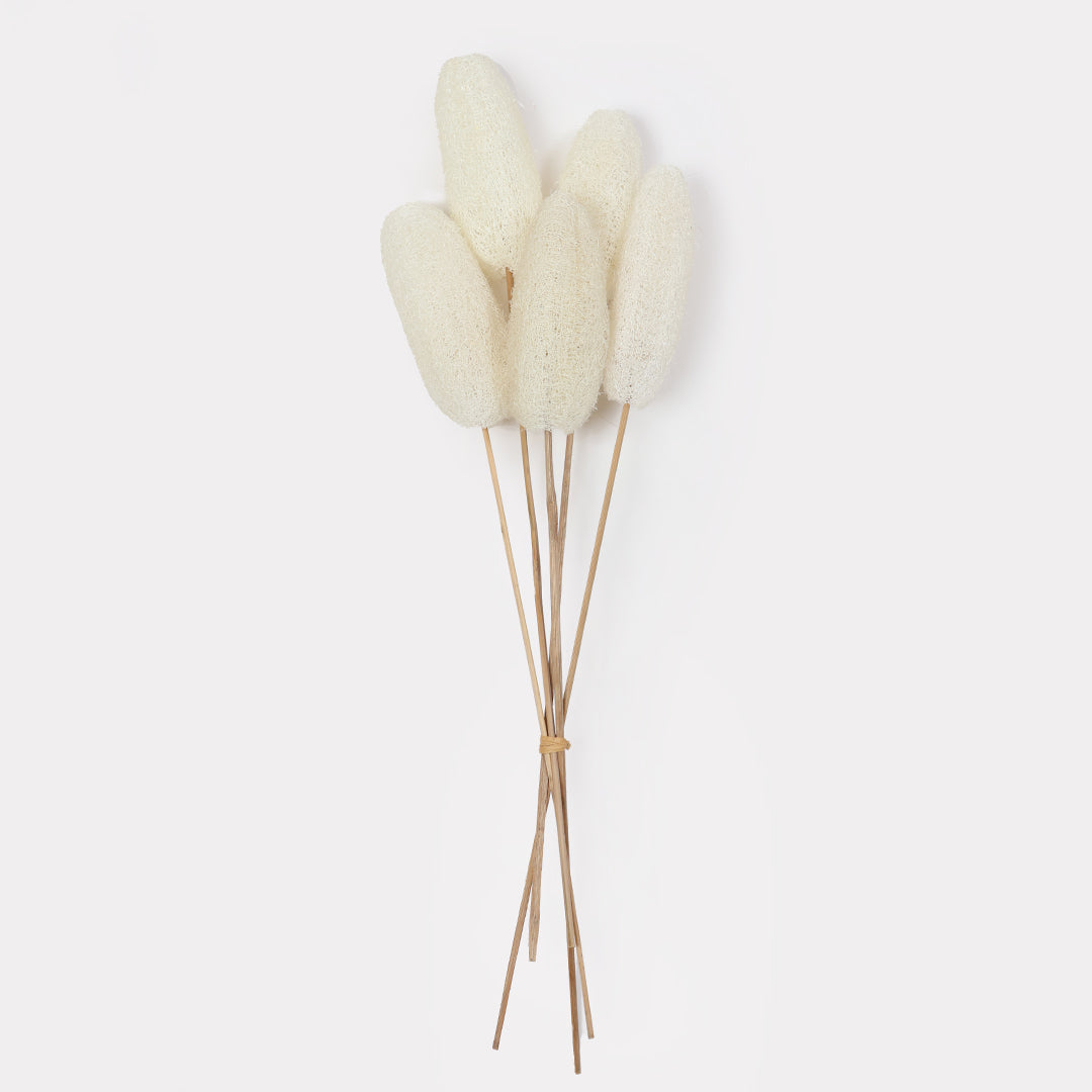 Luffa Stems - Set of 5